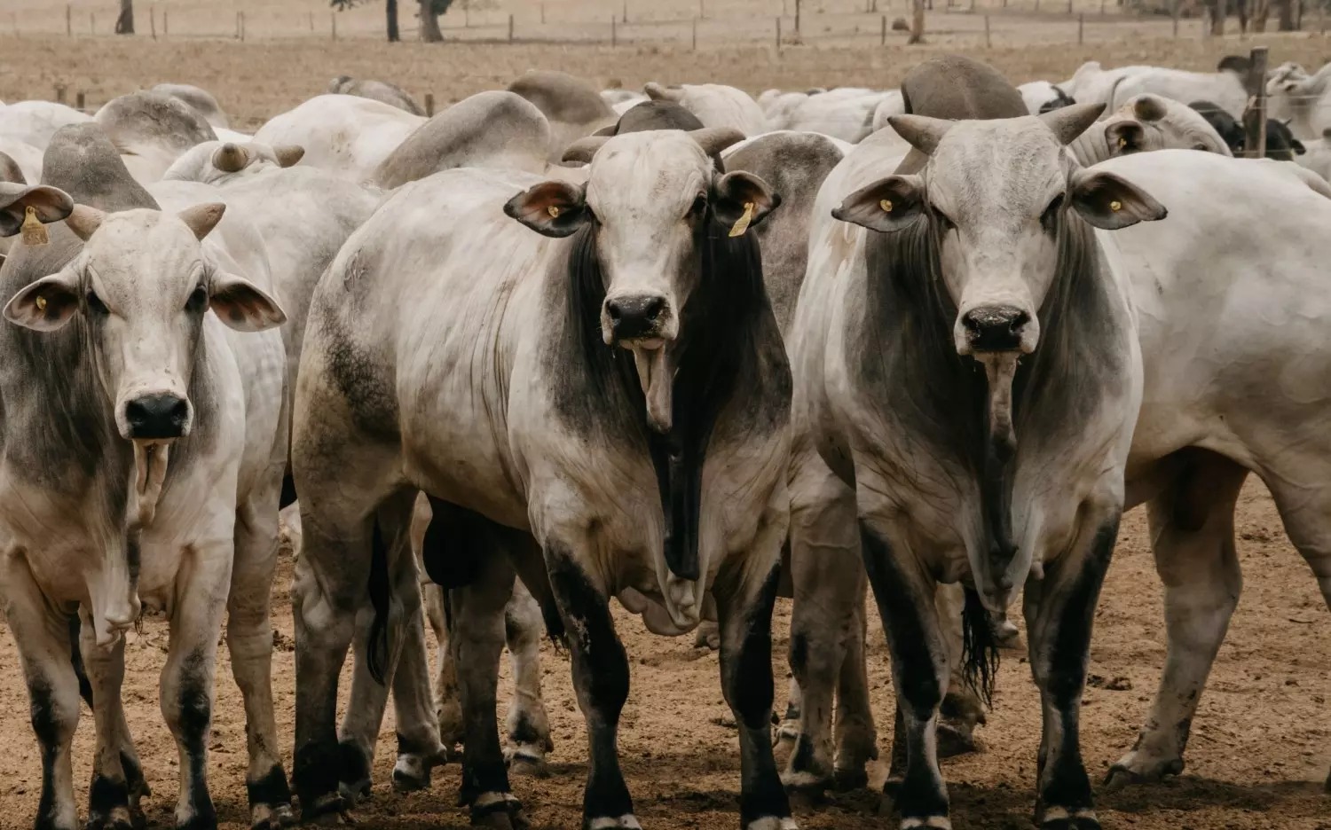 número do abate de bovinos