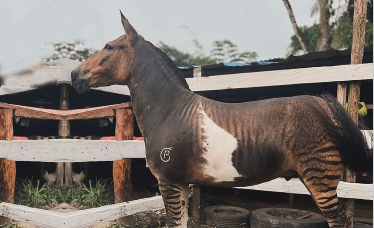 zebroide - zebralo - equino com pelagem exotiva