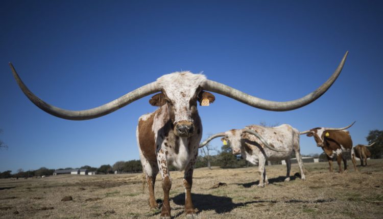 Texas Longhorns