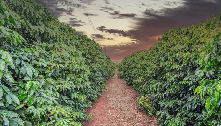 Consumidores pedem e cultivo de café está cada vez mais sustentável