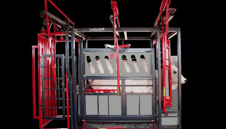 Beckhauser cria primeiro equipamento de contenção bovina do mercado com foco na necessidade do pequeno produtor