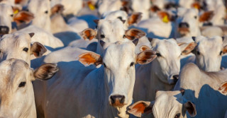 estados com mais gado que pessoas