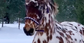 vídeo do cavalo pintado