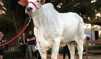 Matriz Nelore Parla FIV AJJ