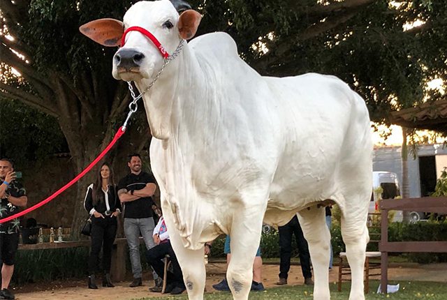 Matriz Nelore Parla FIV AJJ