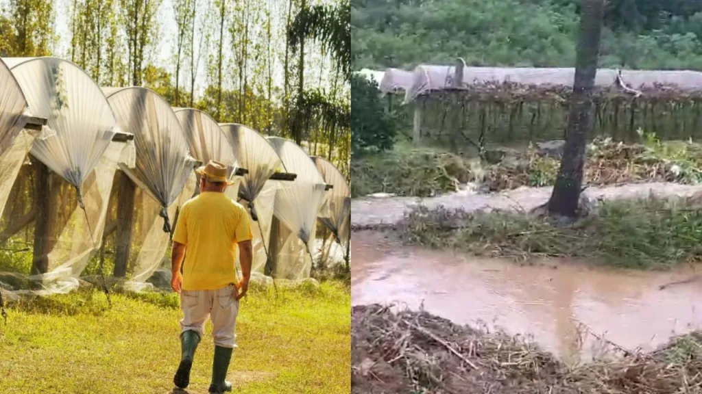 Chuvas destruíram 500 hectares de vinhedos no RS; veja antes e depois