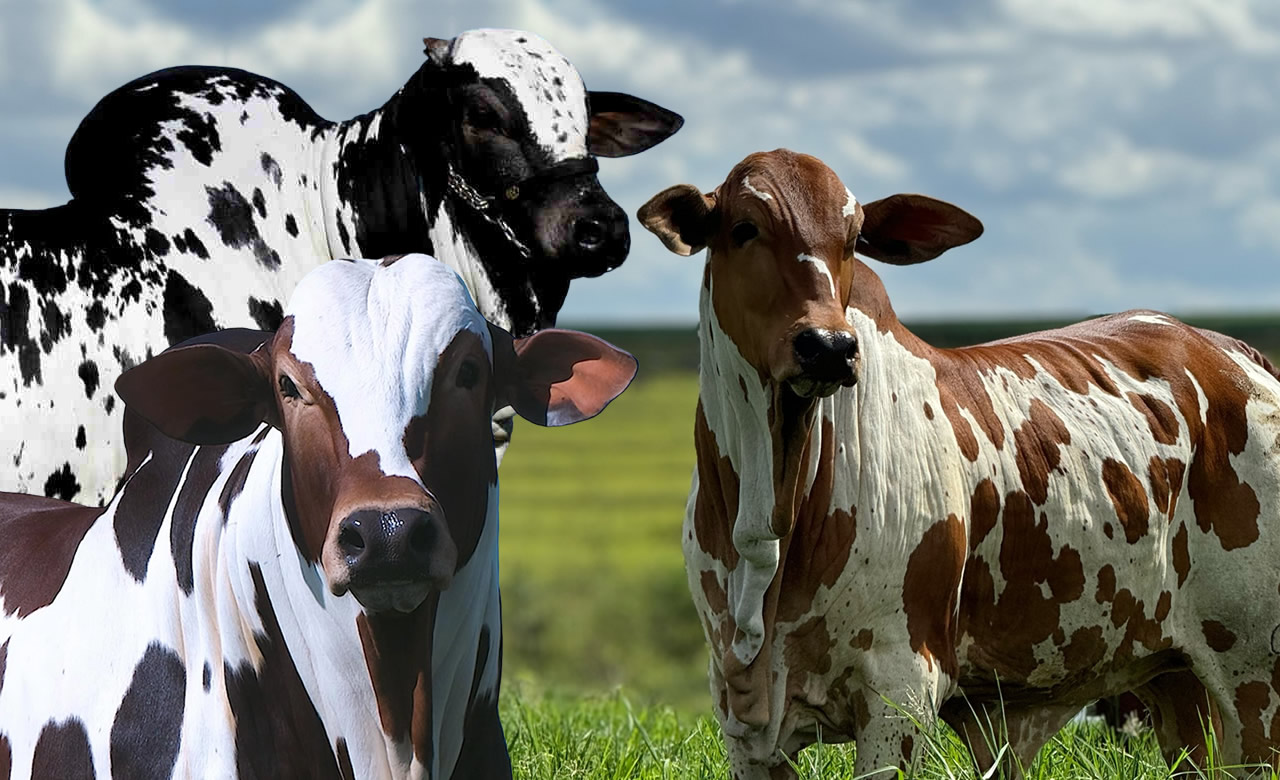 NELORE PINTADO PO - montagem fotao