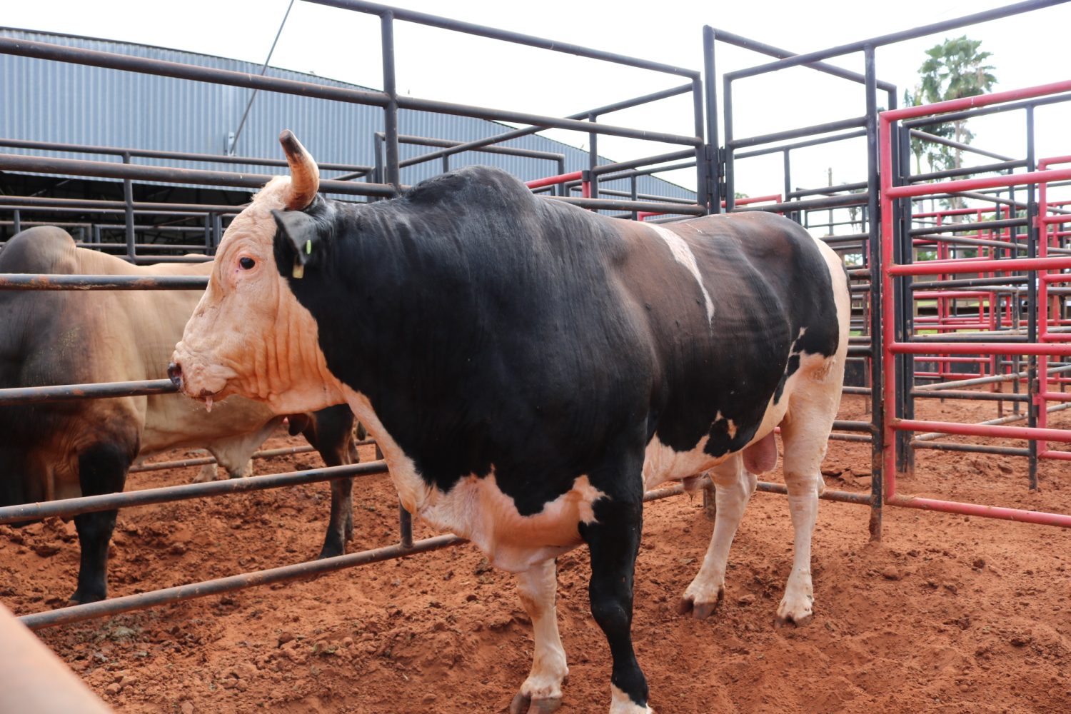 Touro Acesso Negado - Cia Tercio Miranda