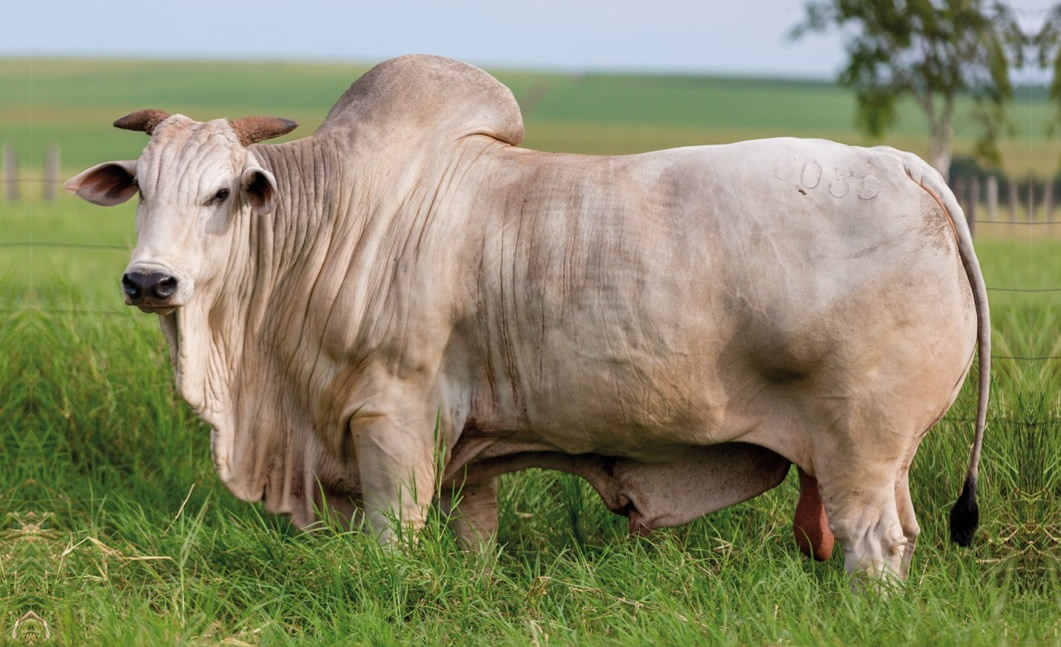 Touro Nelore CEN 6039 SOLUTO - fotao