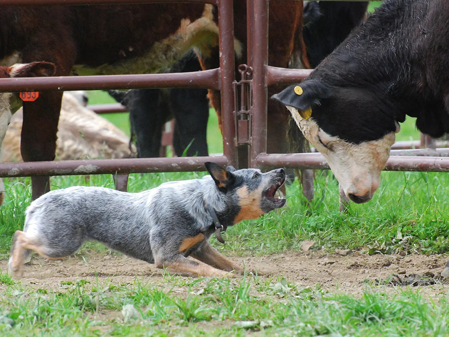 Blue Heeler na lida com gado