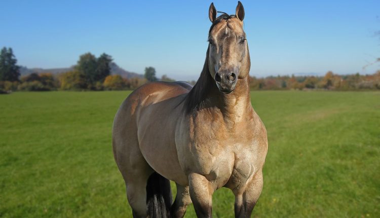 Dual Patron Garanhao Quarto de Milha - Haras Imperio