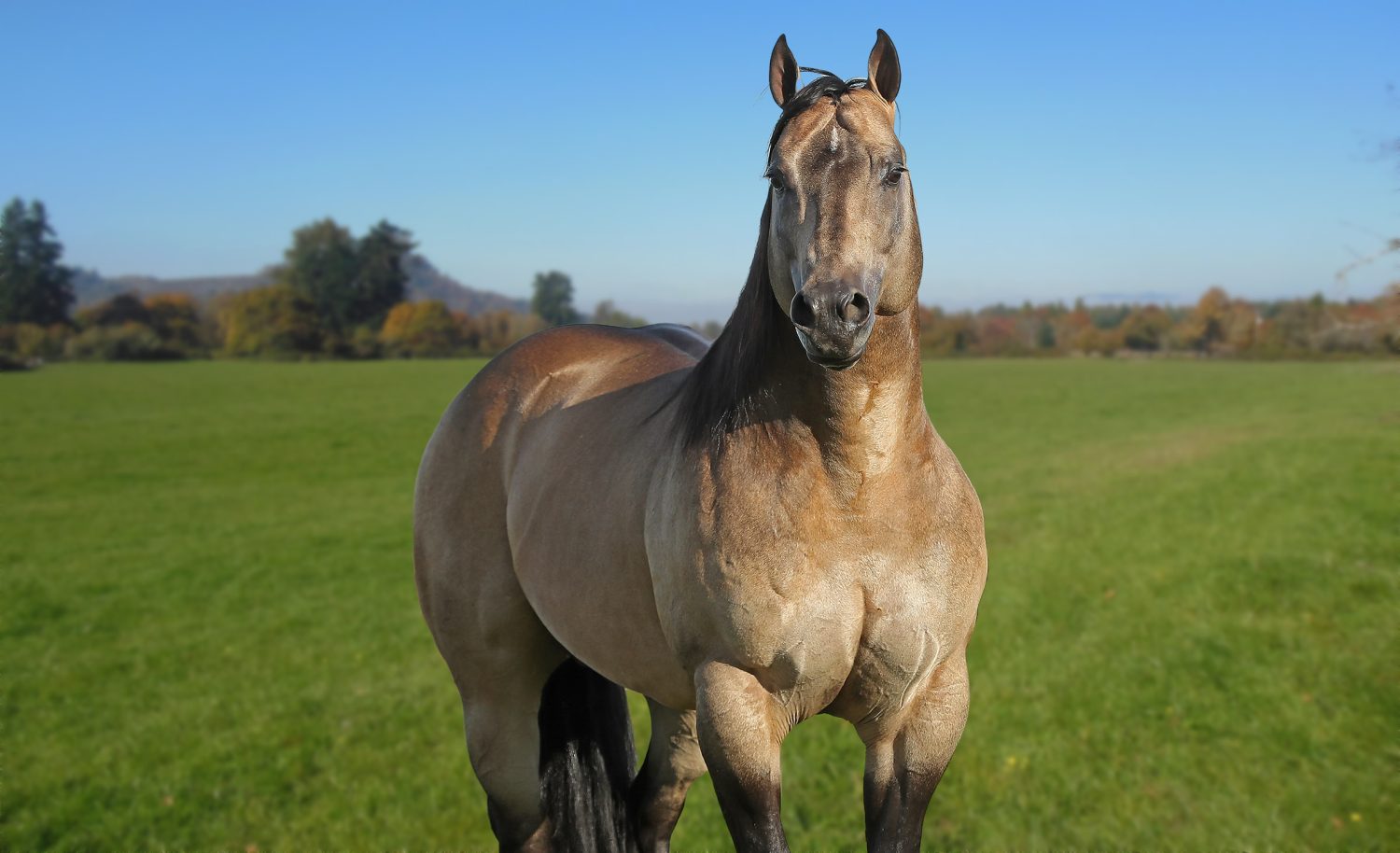 Dual Patron Garanhao Quarto de Milha - Haras Imperio