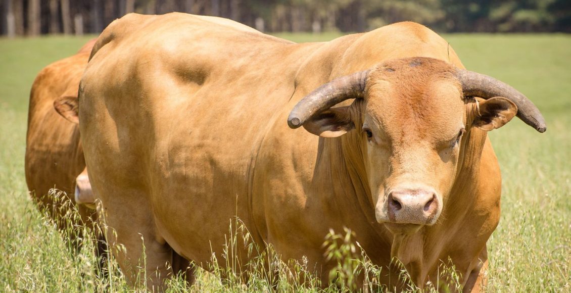Raça Caracu
