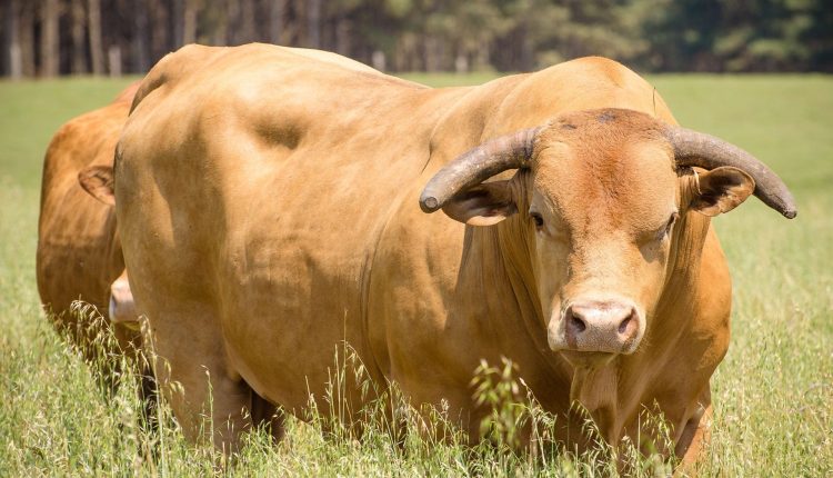 Raça Caracu