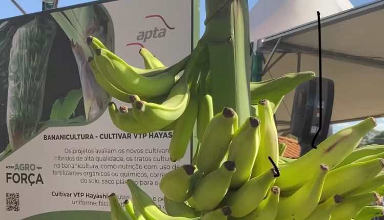Banana prata VTP Hayashi foi descoberta no município de Sete Barras (SP)