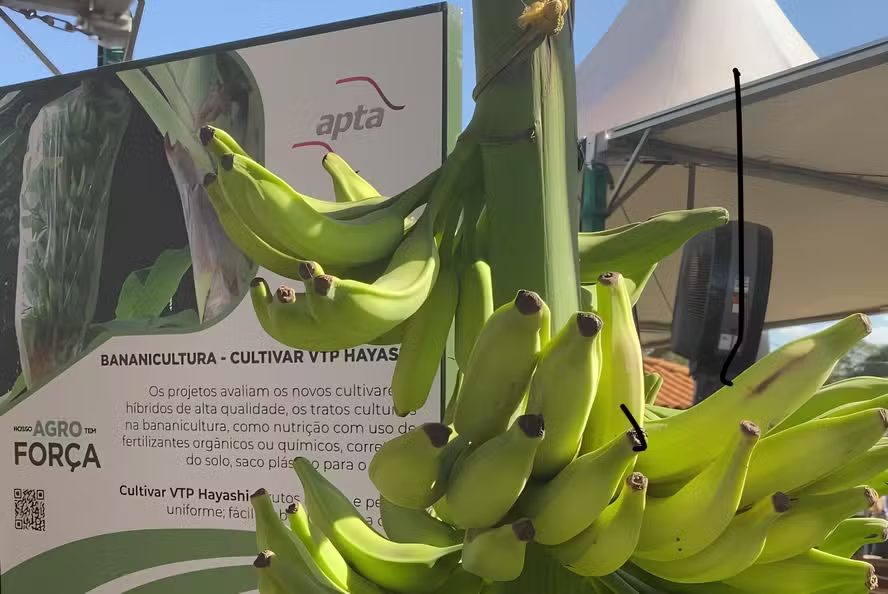 Banana prata VTP Hayashi foi descoberta no município de Sete Barras (SP)