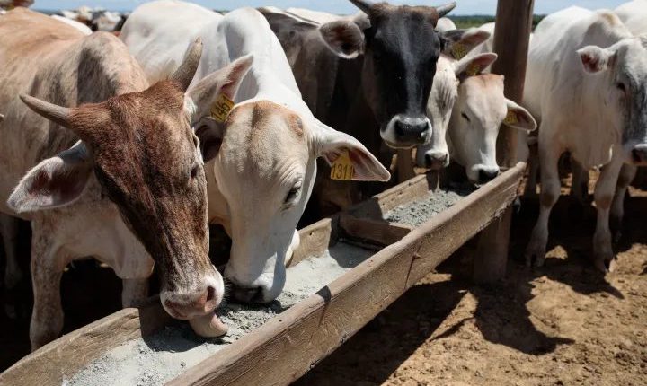 Empresa belga adquire empresa brasileira de nutrição para agronegócio