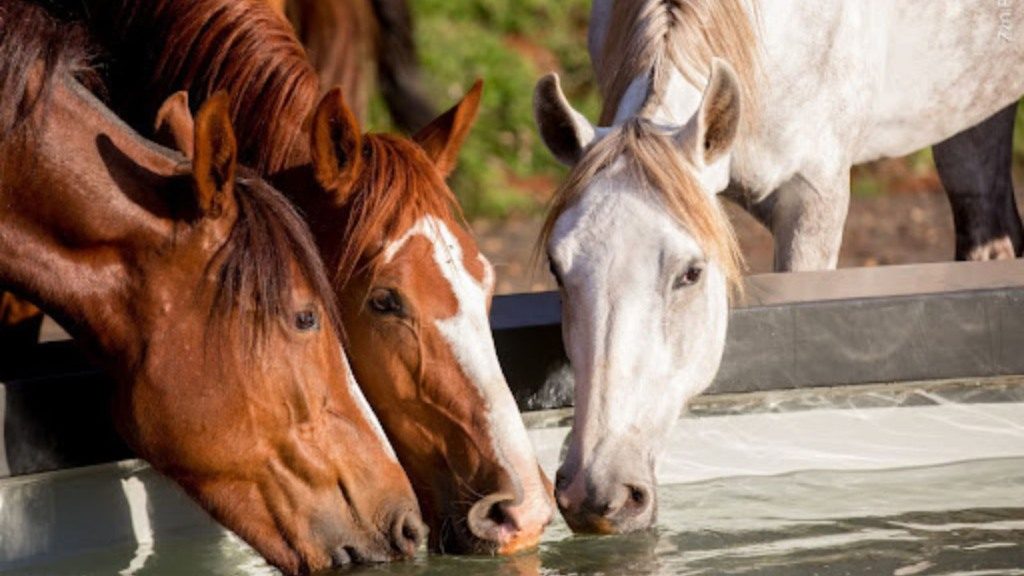 É seguro alimentar cavalos com silagem de sorgo? saiba mais