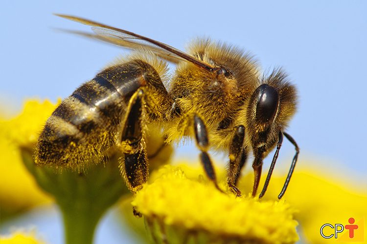 Dia das Abelhas: descubra como elas impulsionam a produção agrícola