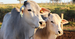 Rastreabilidade na pecuária animal em sistemas extensivos de criação de gado de corte