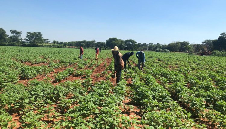 Gergelim doce é a aposta de renda extra para agricultura familiar em MT