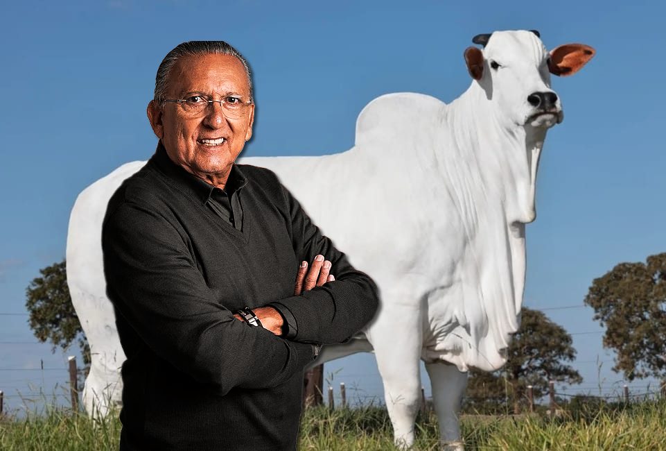 leilão prenhez vaca mais cara do mundo