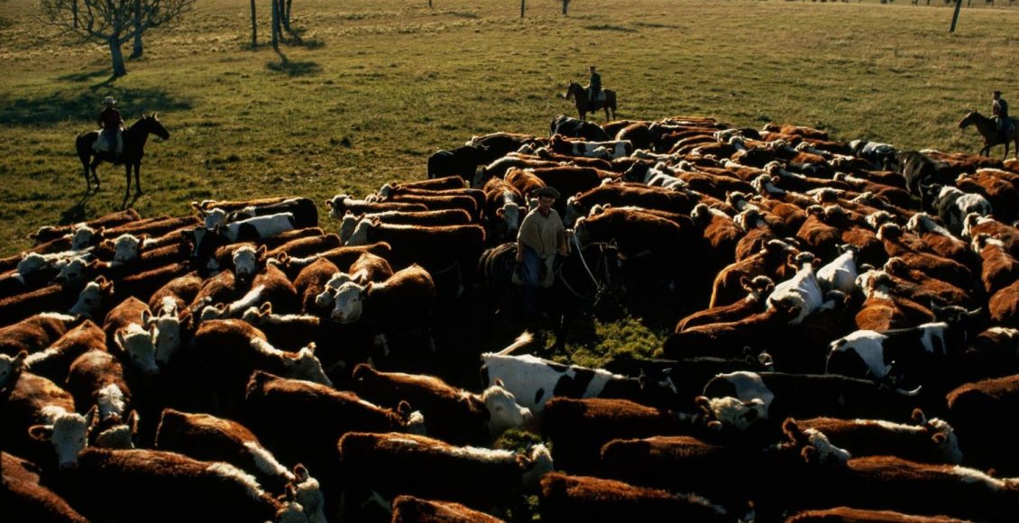 Os 3 fatos sobre os Pampas: bioma presente no sul do Brasil vem perdendo sua vegetação original
