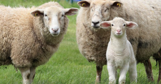 diferença entre cordeiro, Cabrito, Borrego e Anho