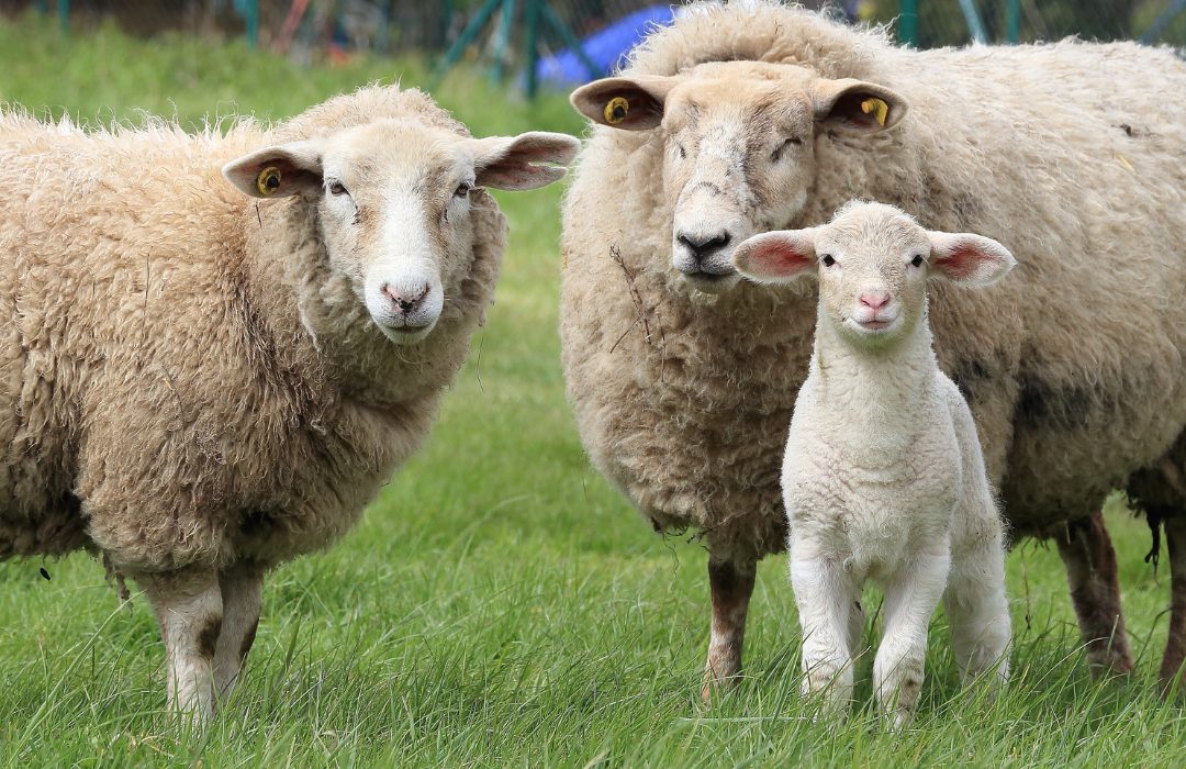 diferença entre cordeiro, Cabrito, Borrego e Anho - exportação de animais vivos