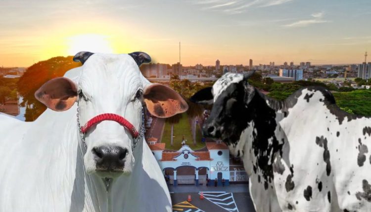 Vacas mais caras da ExpoZebu