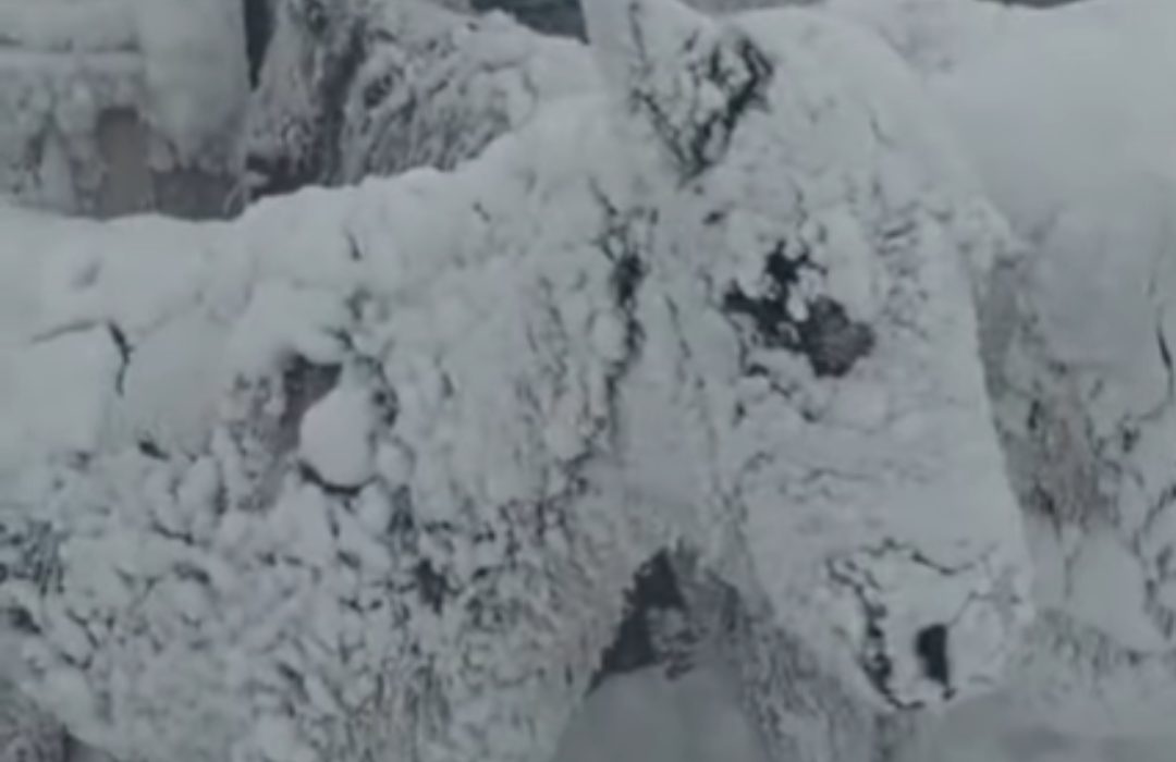 vídeo de cavalos congelados