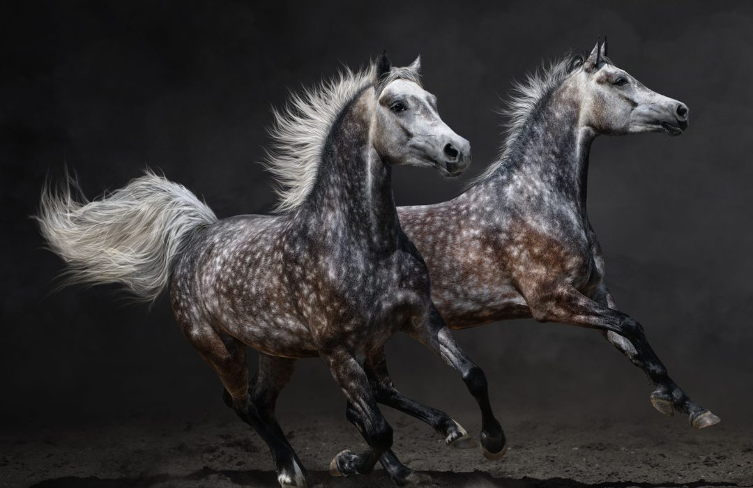 origem das raças de cavalo