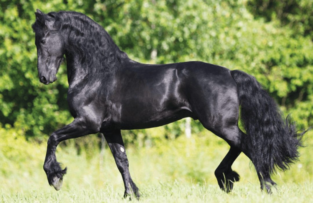 raças de cavalos mais caras do mundo
