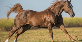 raça de cavalo mais usada do mundo