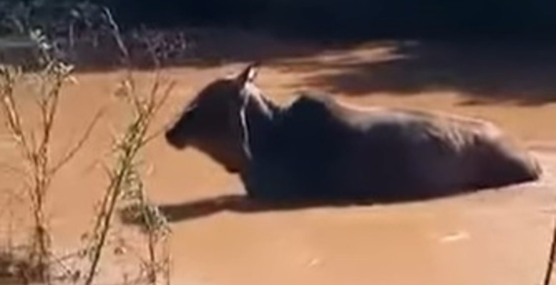 Animais no Rio Grande do Sul