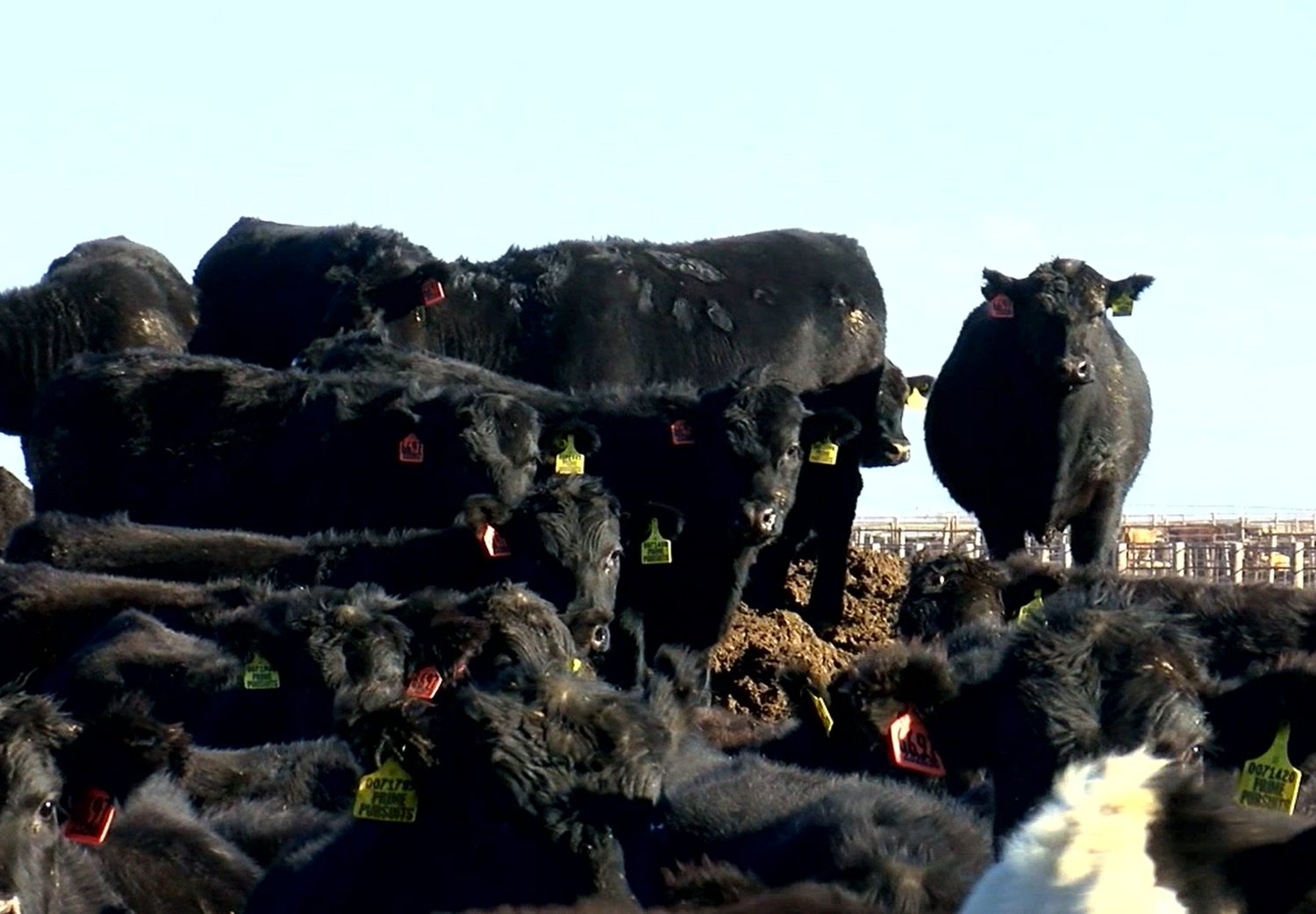 Pecuaristas montam confinamento para 150.000 bovinos com aposta no 'beef-on-dairy'