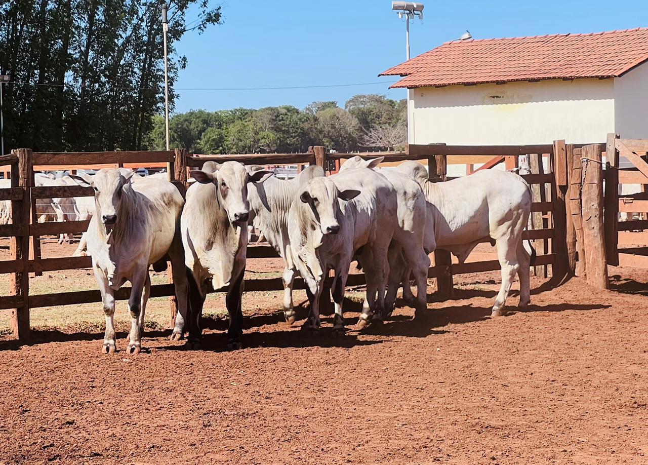 Prova de ganho de peso destaca evolução genética no Tocantins