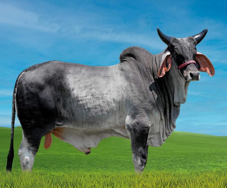 GENBRA CEFEU FIV - GUZERÁ LEITEIRO