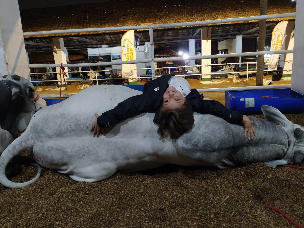 Touros gêmeos dão show de simpatia em feira agropecuária