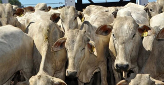 Leilão de Gado de Corte ofertará mais de 1,2 mil animais na Bahia Farm Show