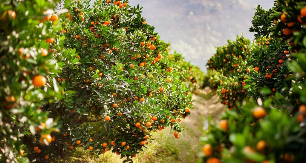 Relatório mostra quebra histórica na produção de laranja no Cinturão Citrícola