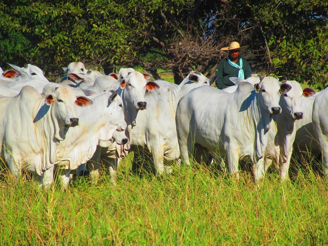 Marca LC oferta genética exclusiva na dobradinha mais lucrativa