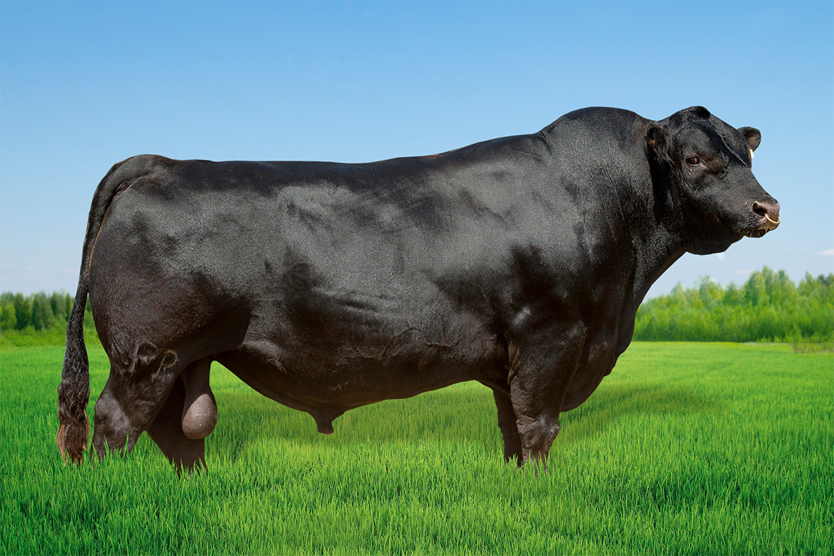 TE05 DON LABORO - aberdeen angus