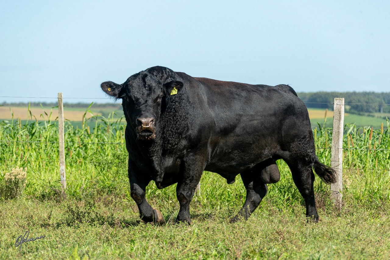 Touro Angus Reprodutor Recalada TE05 DON LABORO 1
