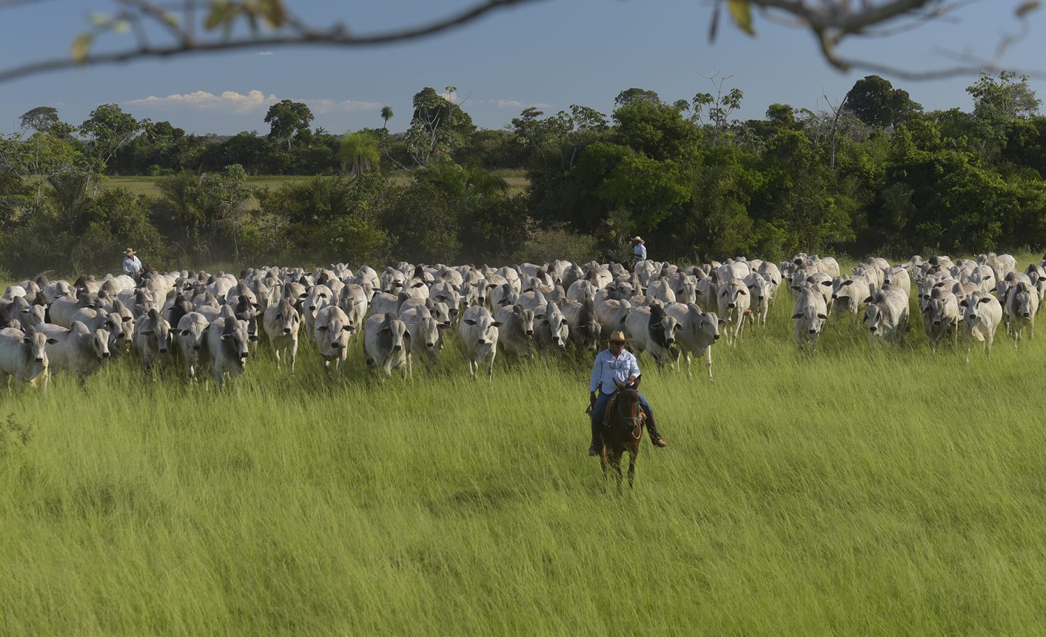 Vaqueiros tocando touros NElore Grendene Pasto