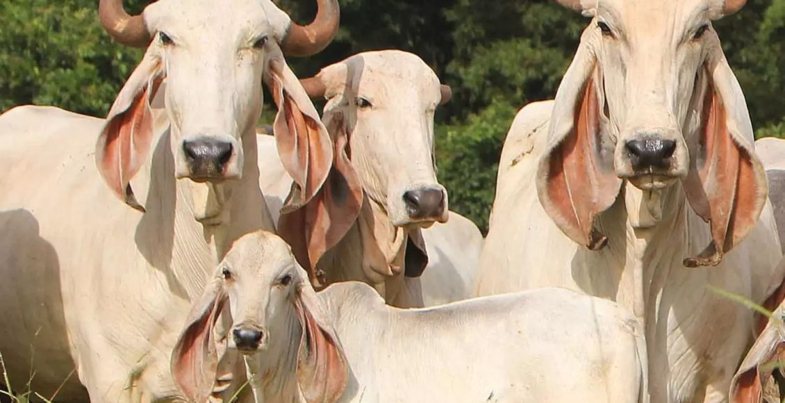 o Indubrasil na Fazenda Tamboril do Cassú - foto Jadir Bison
