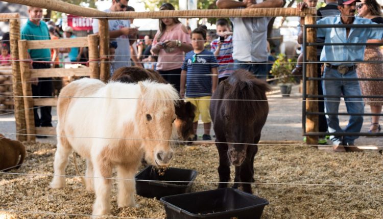 minifazenda expomontes