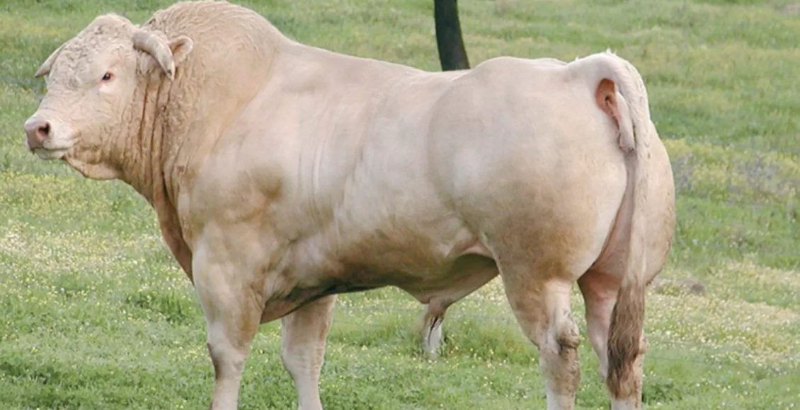 Blonde d'Aquitaine