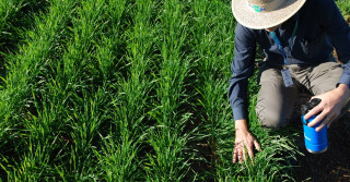 Grupo de pesquisa avalia bioinsumos para doenças no trigo