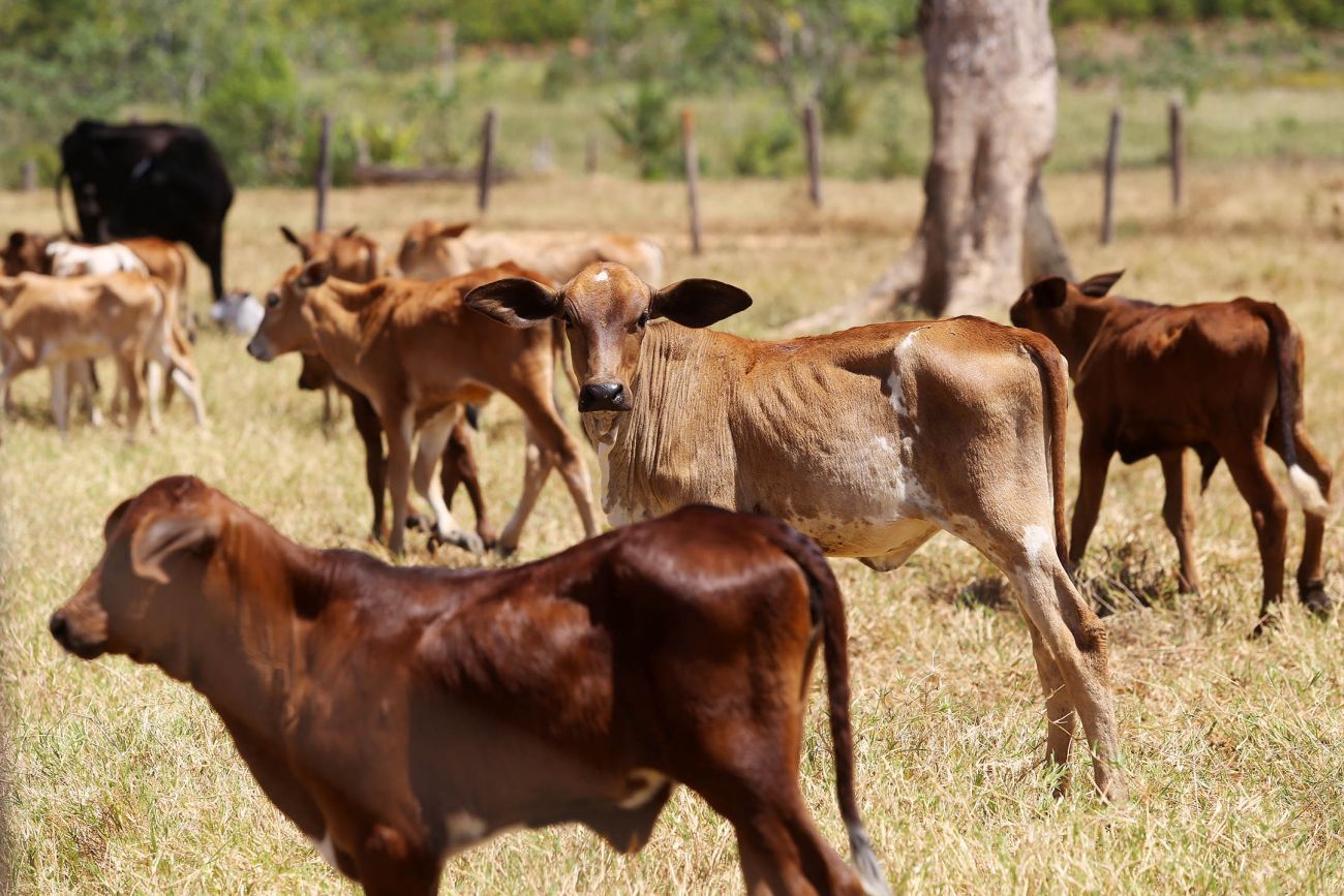 bezerros em pasto seco - pecuaria de corte
